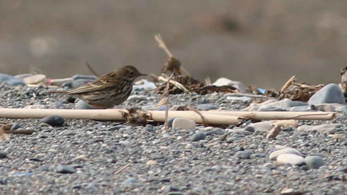 American Pipit